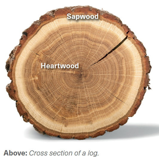 Timber Durability Lessons - Timber Trader News with Understanding Wood Durability What to Look for in Your Next Dresser