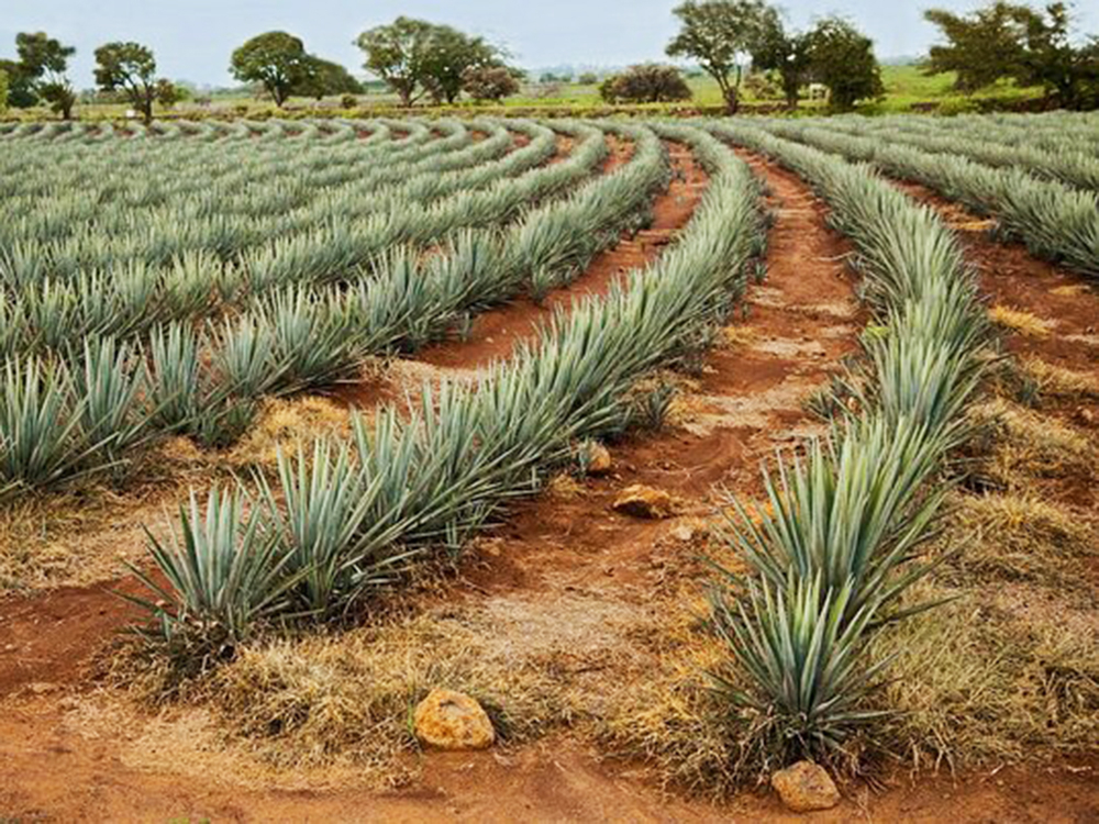 Exploring Beyond Tequila - Todo Vallarta inside Beyond the Surface Exploring the Craftsmanship of the Vallarta Two-Tone Dresser