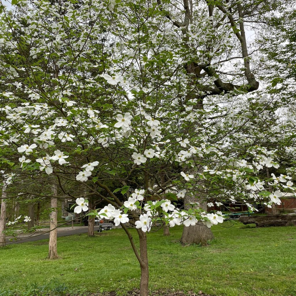 A Deep Dive into the Dogwood Flower Hardware on the Alfresco Costa Collection